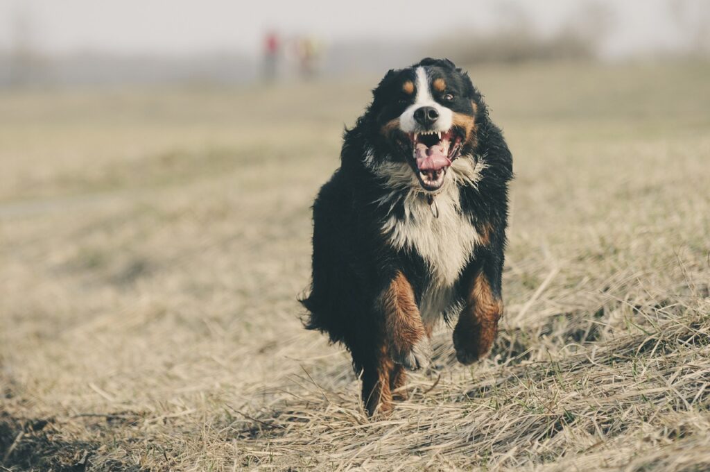 Exploring the Benefits of Dog Runs: Why Every Dog Owner Should Consider Them