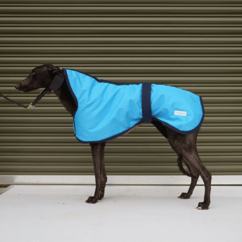 Baby Blue Walkout Coat