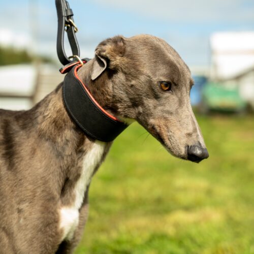Greyhound Leather Eva Padded Collar