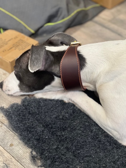 Padded Whippet Collar - Image 4
