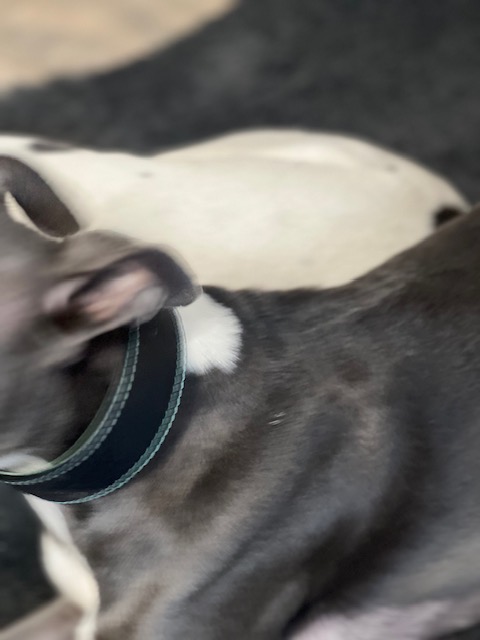 Padded Whippet Collar - Image 5