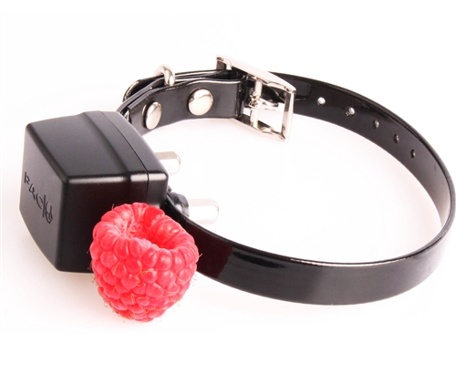 PAC Mini Miniature/Small Dog Training System) - Image 4