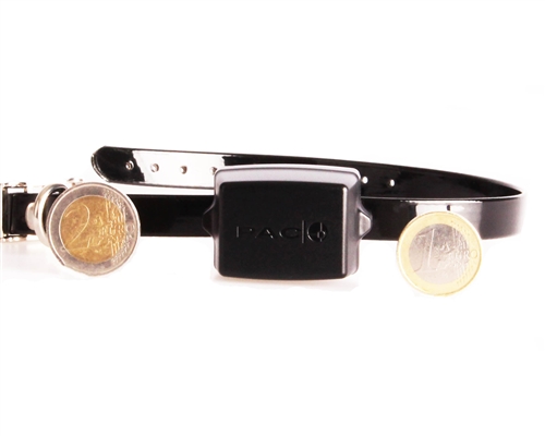 PAC Mini Miniature/Small Dog Training System) - Image 5