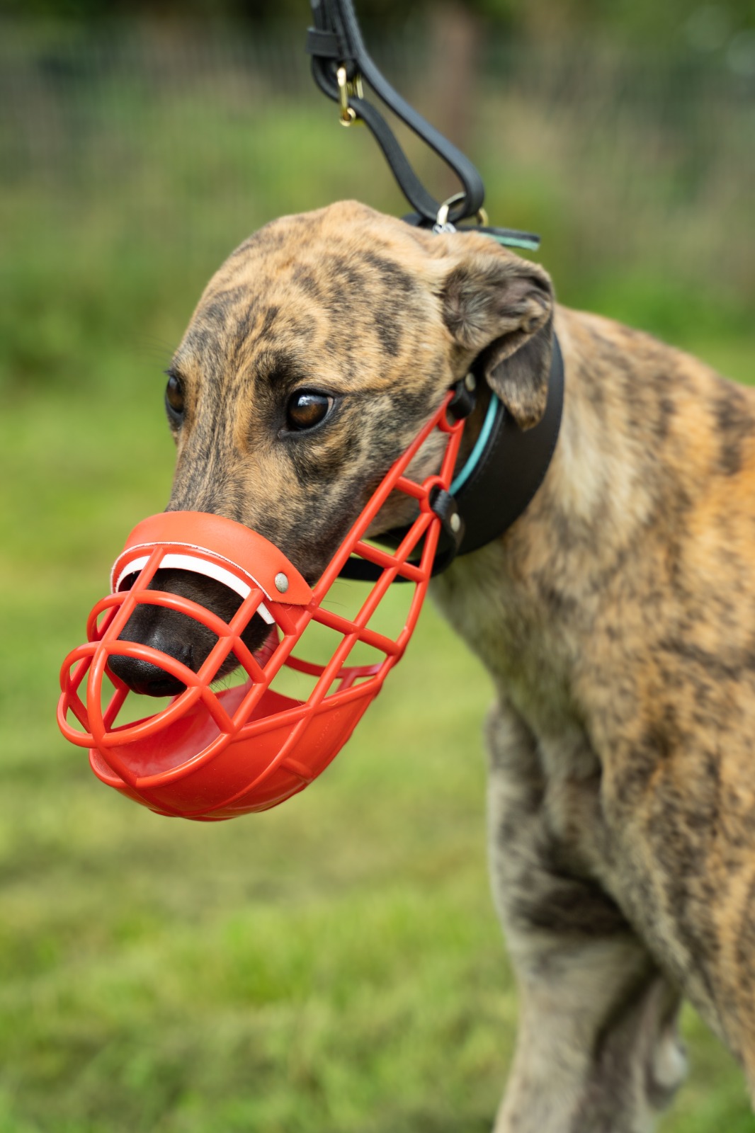 Greyhound Kennel Muzzles ( 10 Pack Deal)