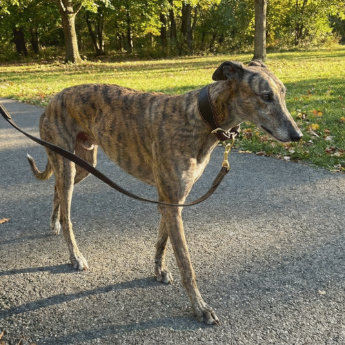 Classic Tan Leather Greyhound Collar & Lead Set